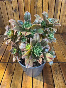 Aeonium Leucoblepharum (exemplarul din foto)