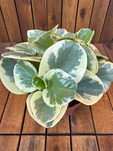 Peperomia Obtipan Bicolor
