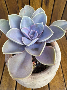Echeveria Perle von Nurnberg, in ghiveci ceramic