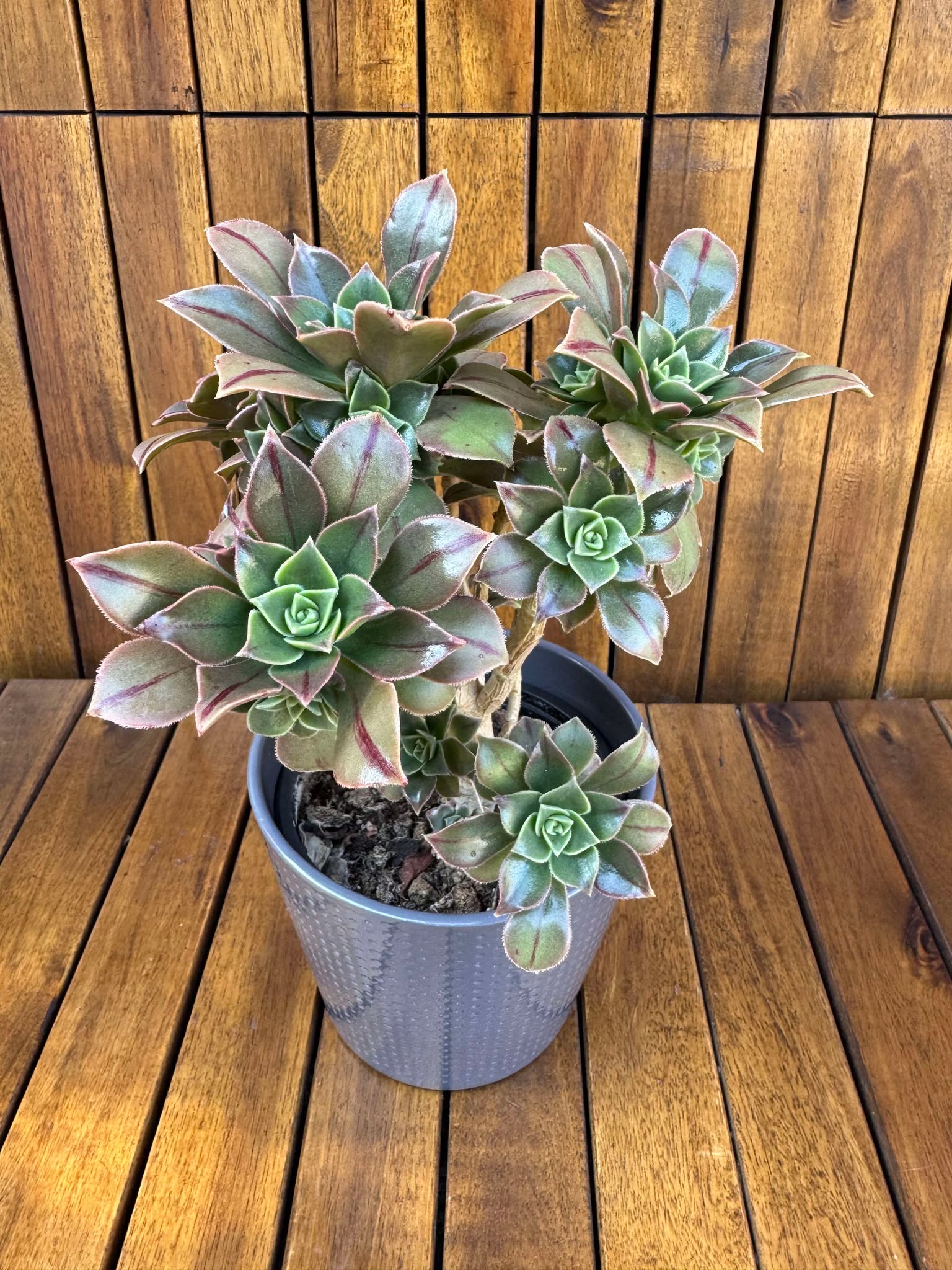 Aeonium Leucoblepharum (exemplarul din foto)