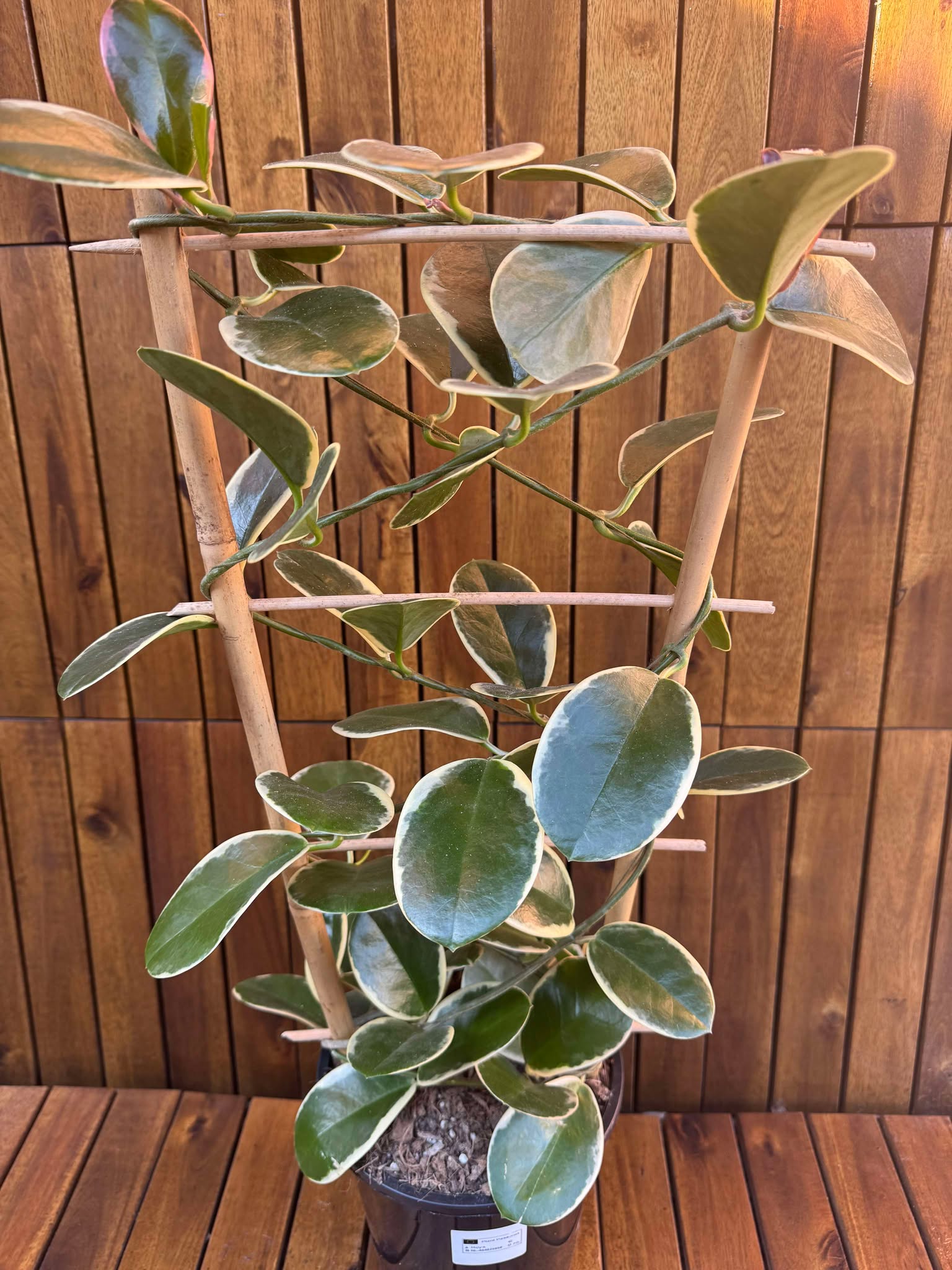 Hoya Australis Blondie