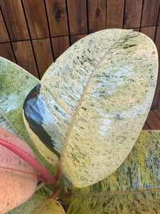 Ficus Shivereana Moonshine D17