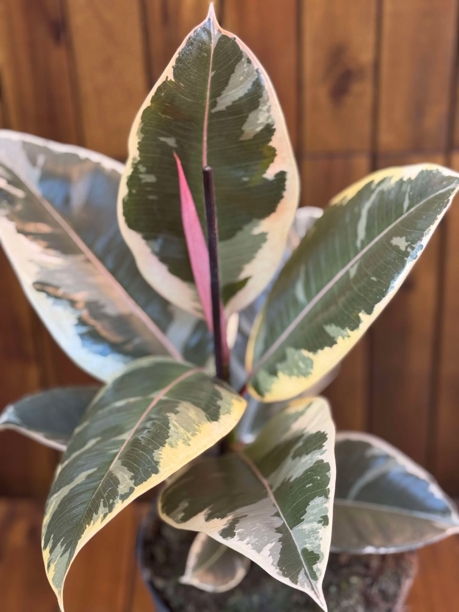 Ficus Elastika Tineke D17