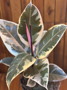 Ficus Elastika Tineke D17