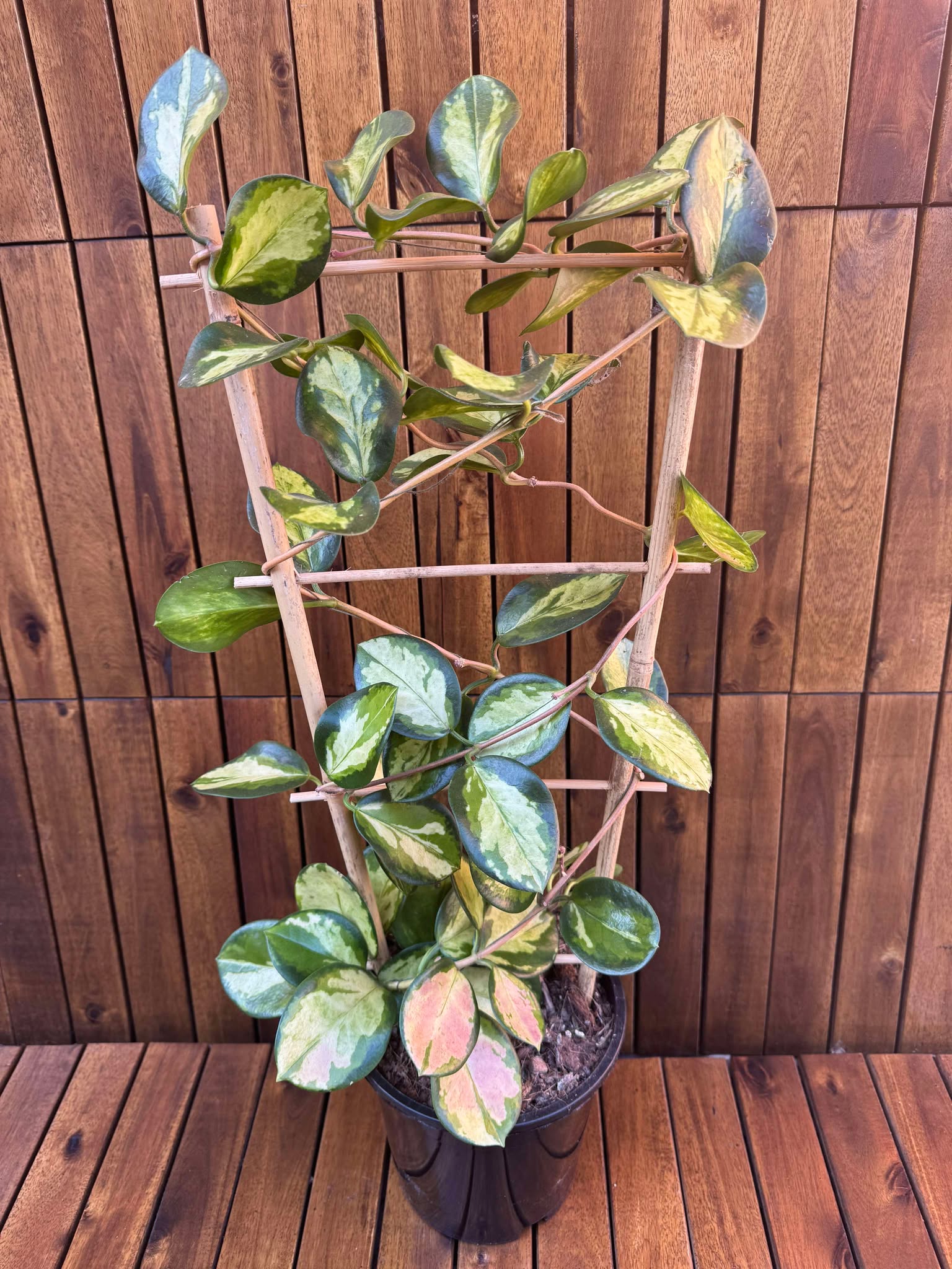 Hoya Australis Lisa