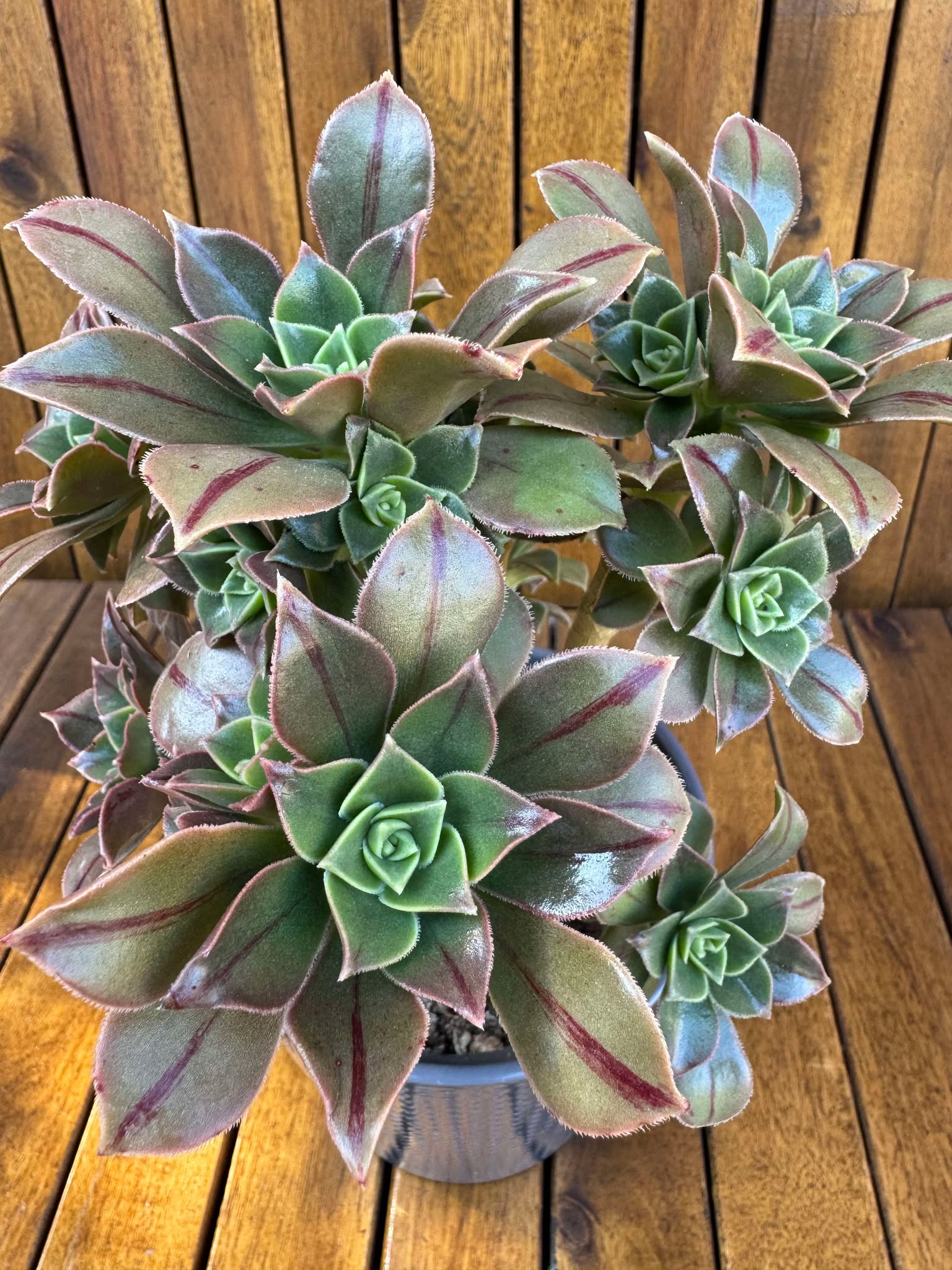 Aeonium Leucoblepharum (exemplarul din foto)