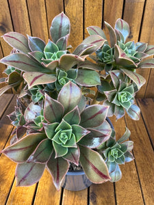 Aeonium Leucoblepharum (exemplarul din foto)