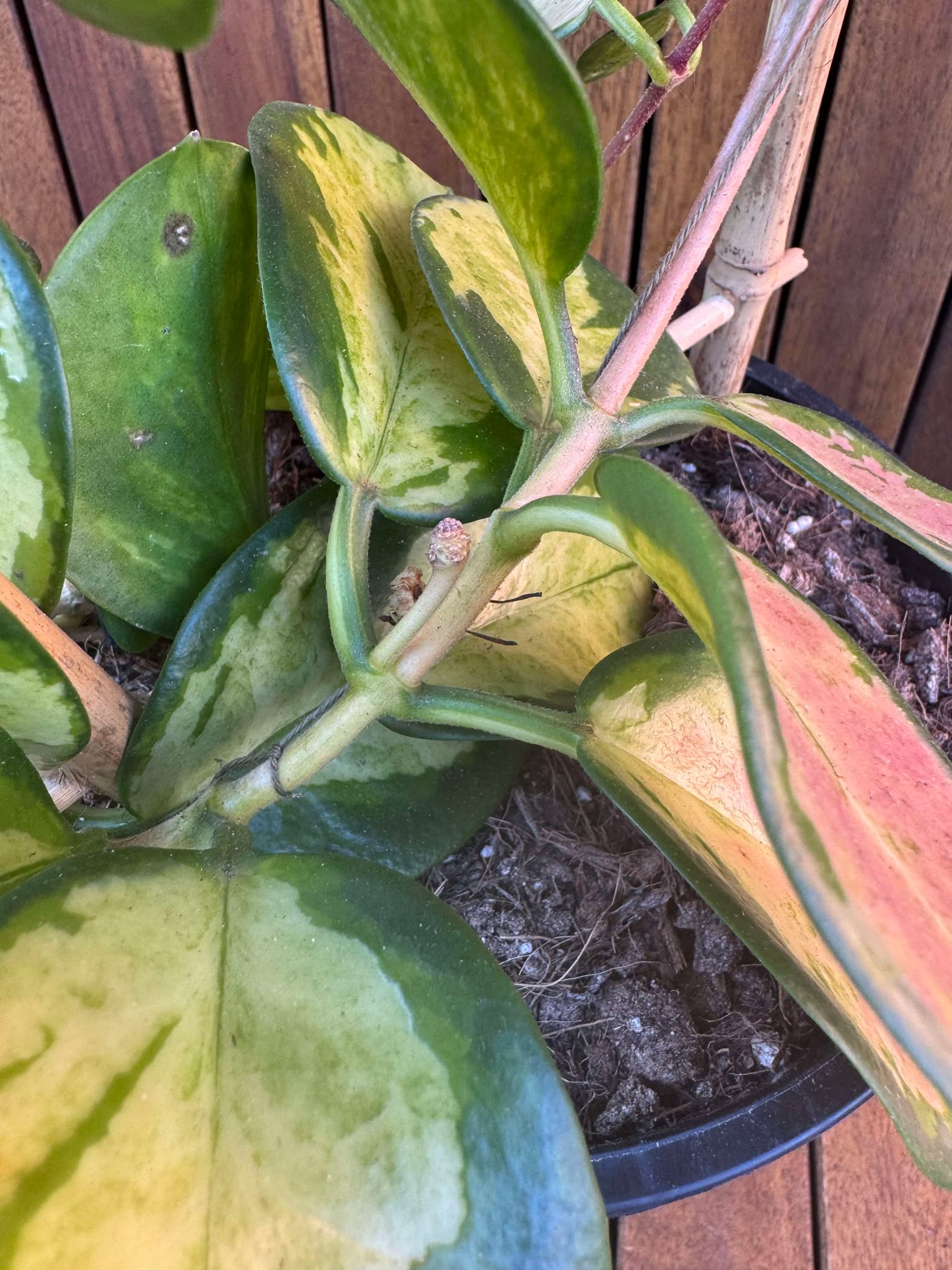 Hoya Australis Lisa