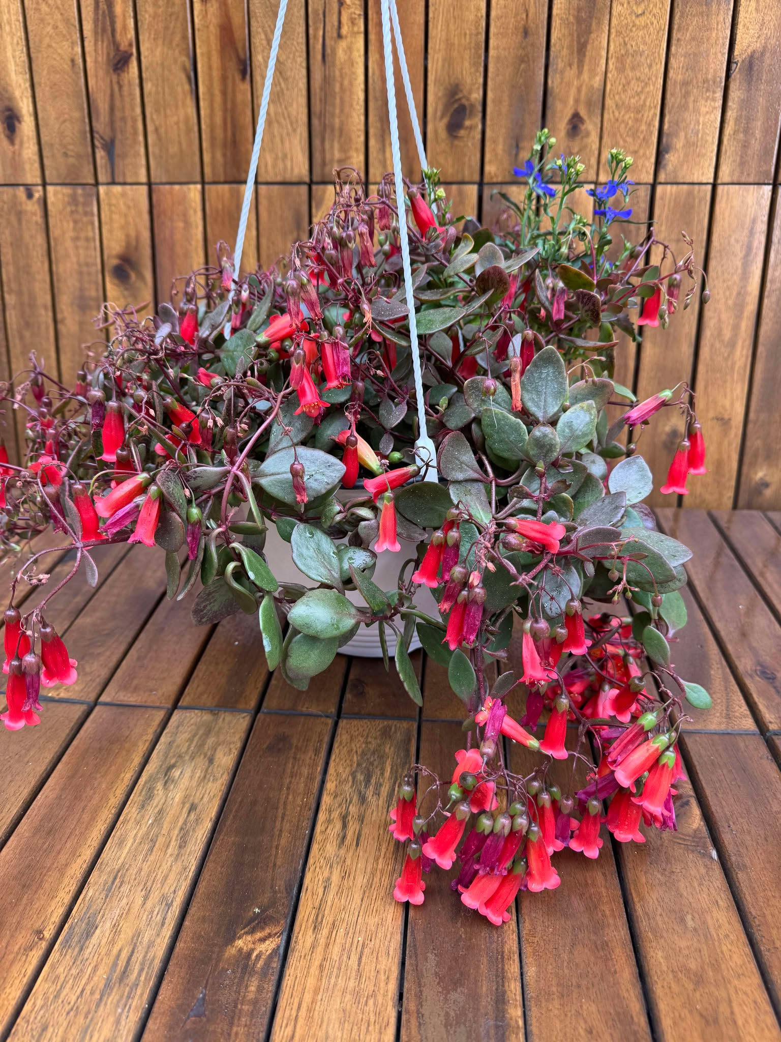 Kalanchoe Mariko (exemplarul din foto)