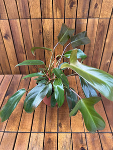 Philodendron Florida Bronze (exemplarul din foto)