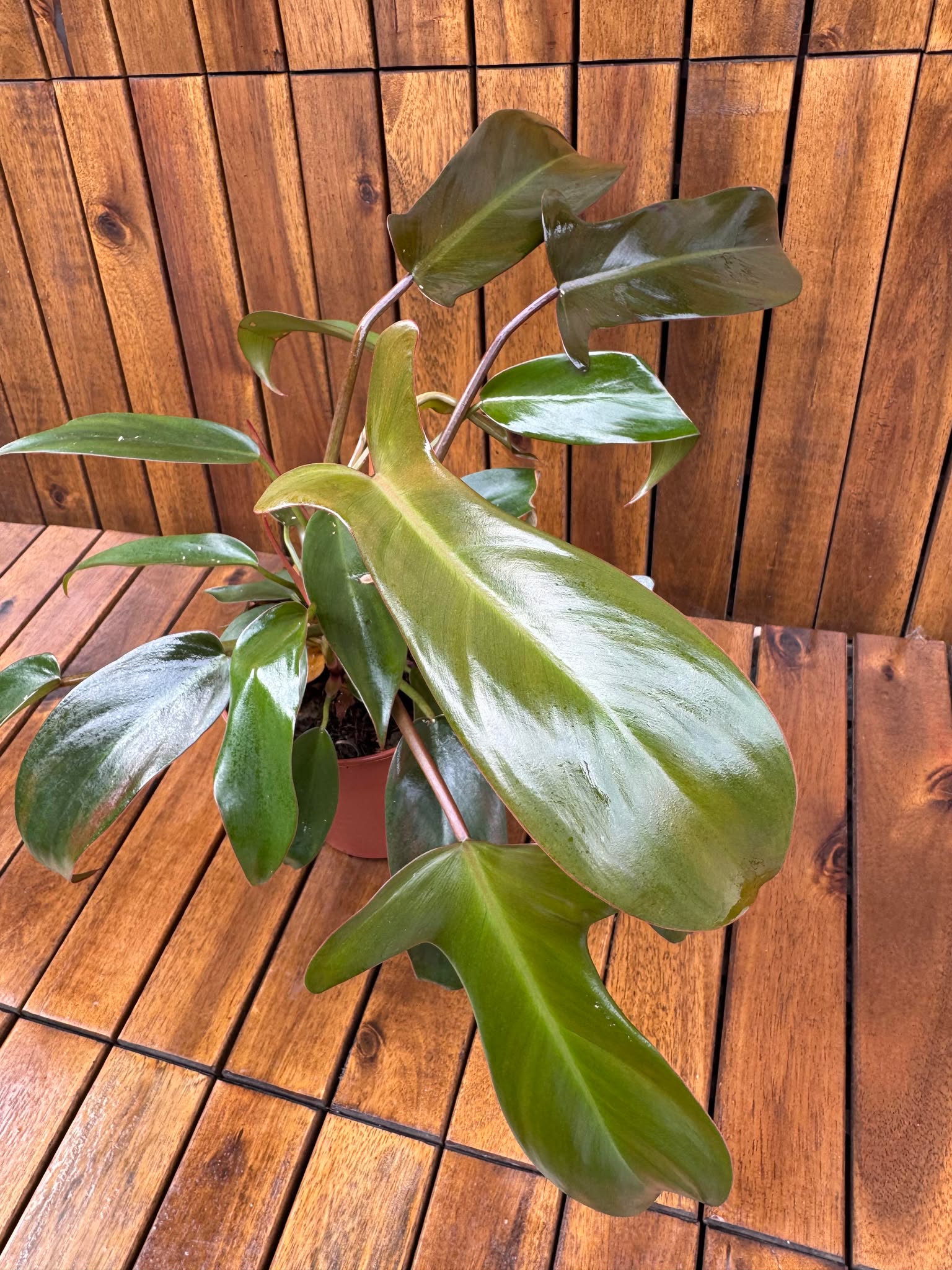 Philodendron Florida Bronze (exemplarul din foto)