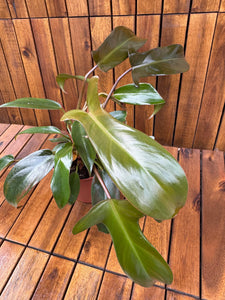 Philodendron Florida Bronze (exemplarul din foto)