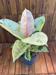 Ficus Shivereana Moonshine D17