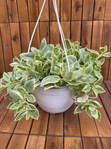 Aptenia Variegata