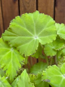 Begonia Rex Lima Love
