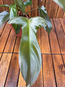 Philodendron Florida Bronze (exemplarul din foto)