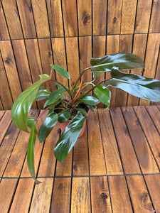 Philodendron Florida Bronze (exemplarul din foto)
