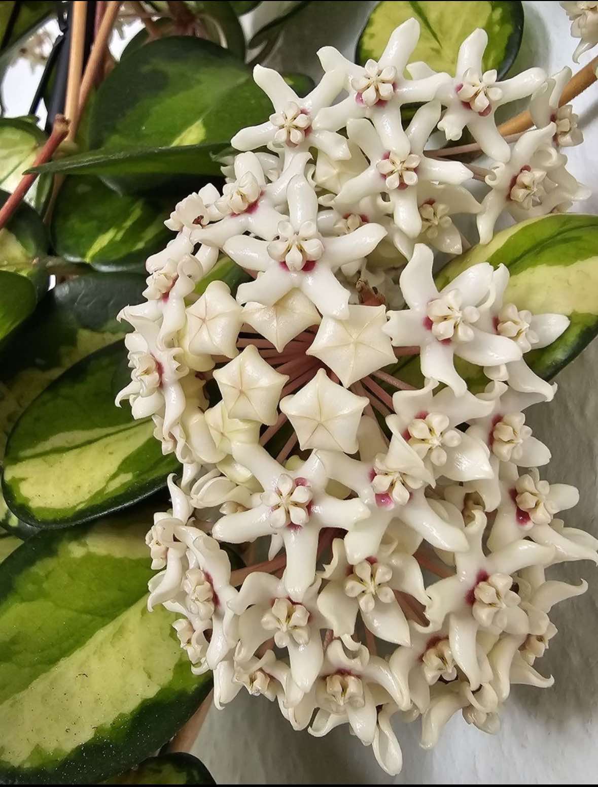 Hoya Australis Lisa