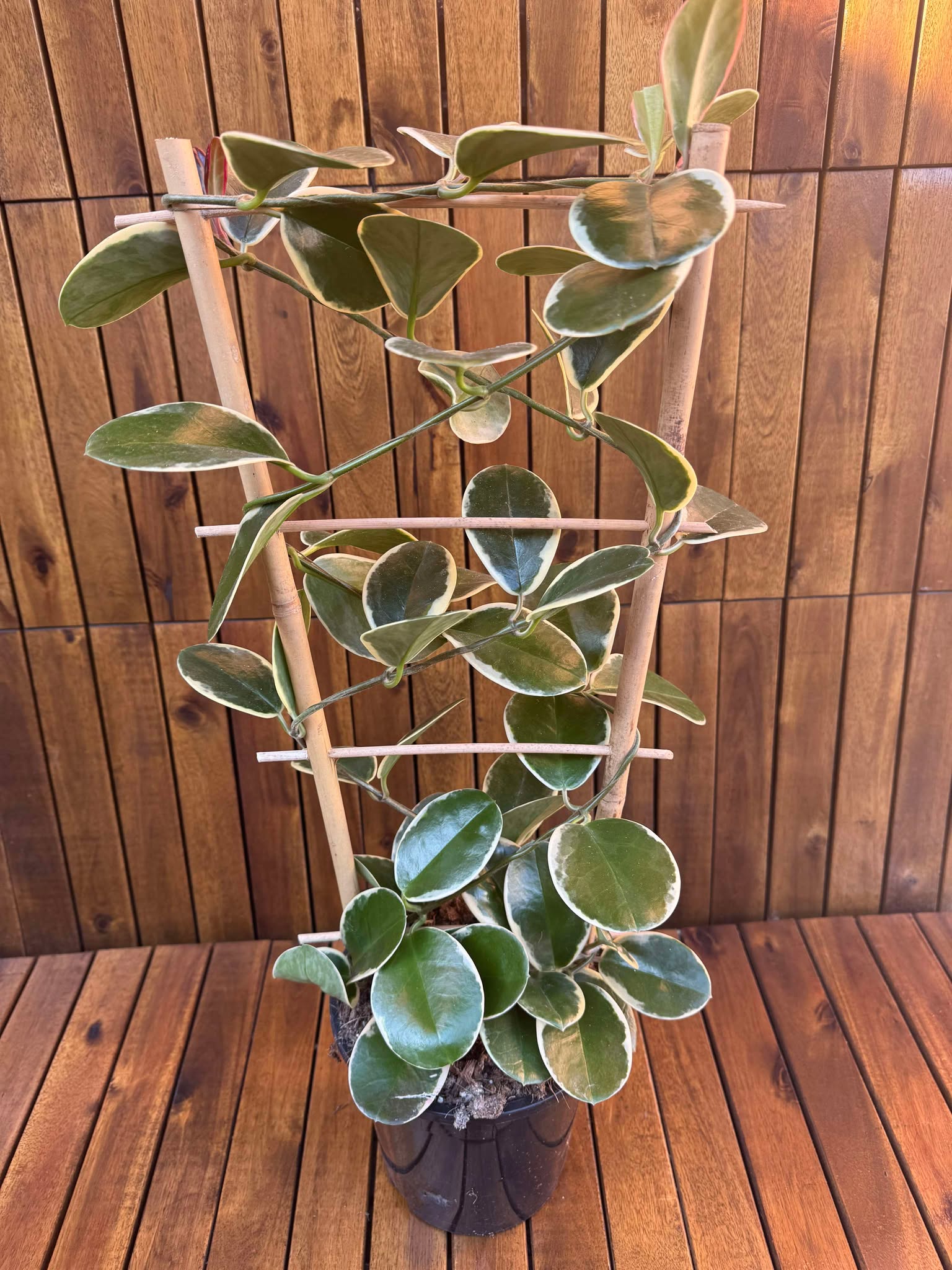 Hoya Australis Blondie