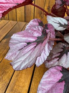 Begonia Rex Indian Summer