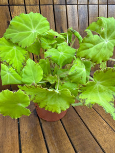 Begonia Rex Lima Love