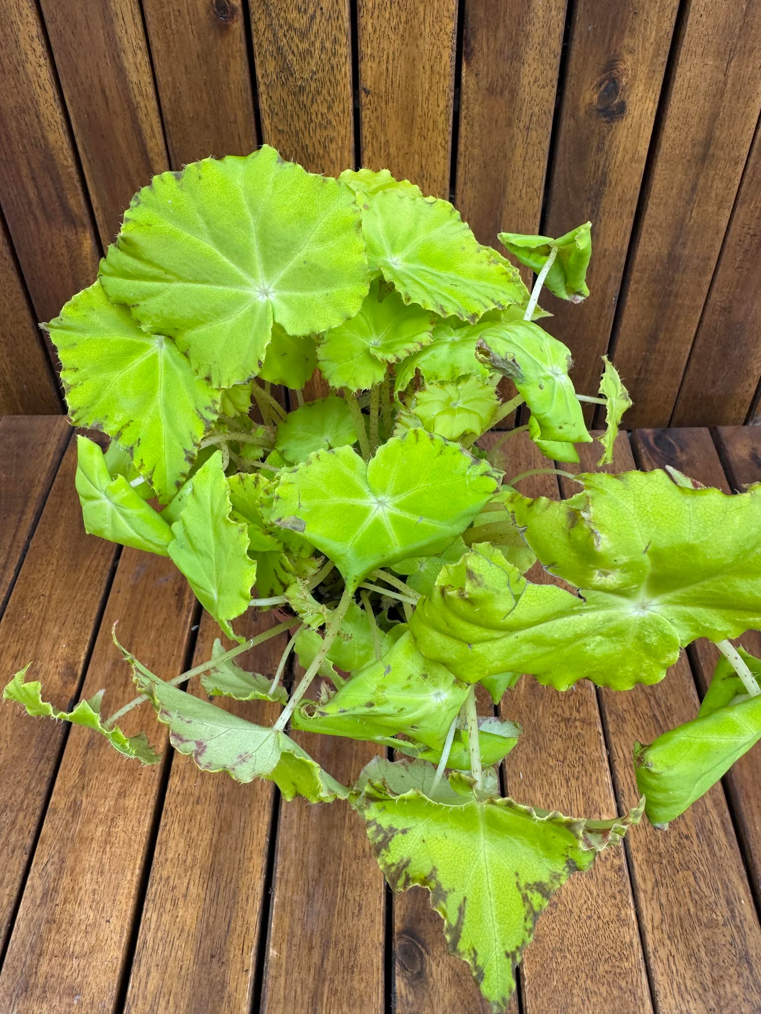 Begonia Rex Lima Love