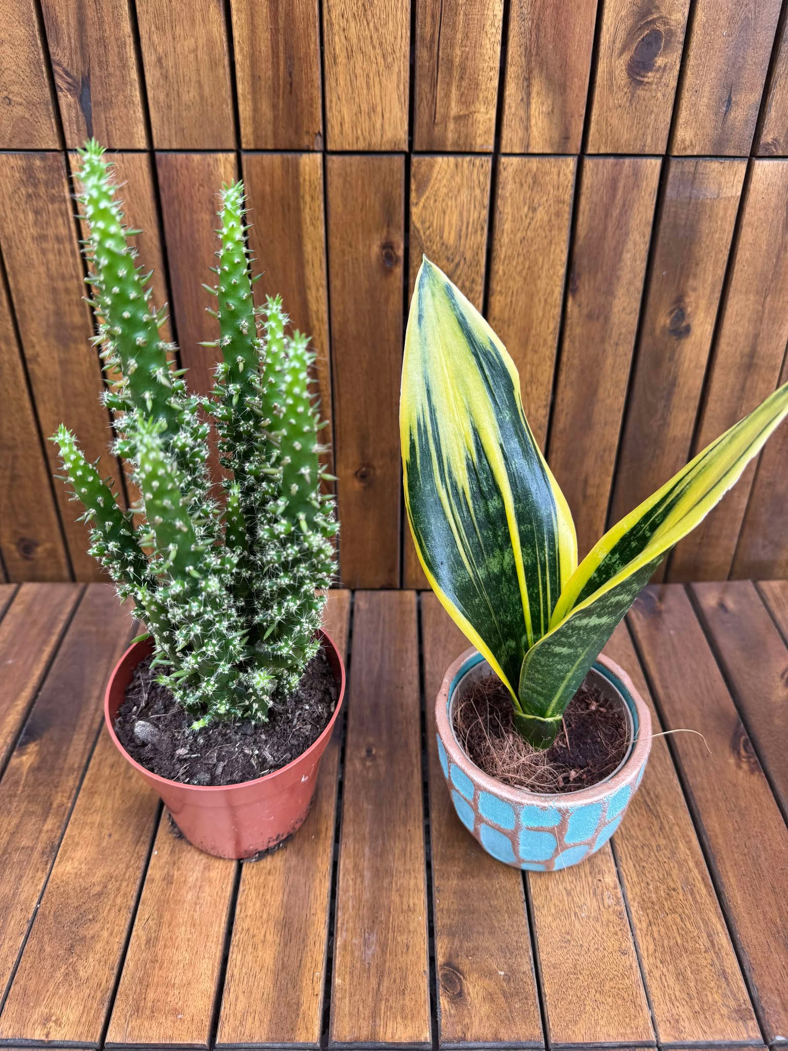 Pachet Opuntia Subulata+ Sansevieria