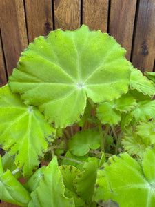 Begonia Rex Lima Love