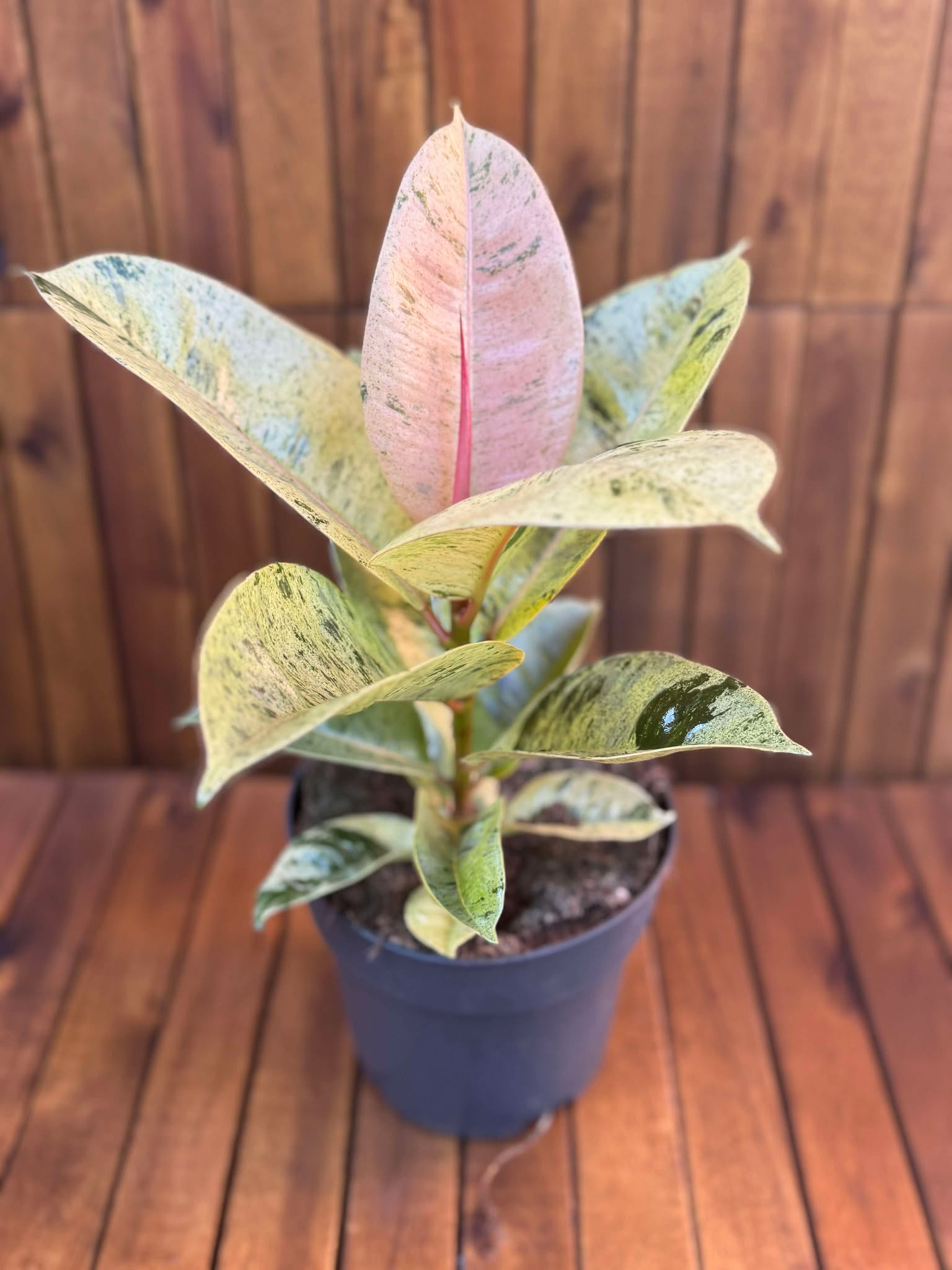 Ficus Shivereana Moonshine D17