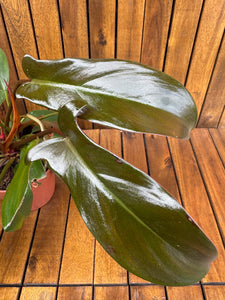 Philodendron Florida Bronze (exemplarul din foto)