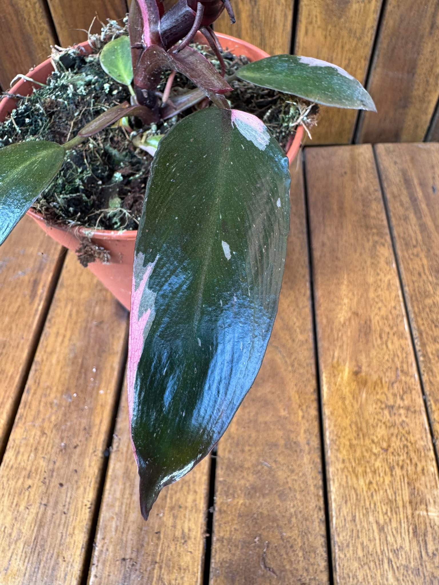 Philodendron Pink Princess