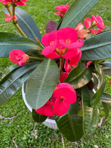 Euphorbia Milli, rosu (exemplarul din foto)