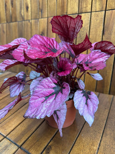 Begonia Rex Indian Summer
