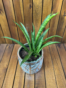 Sansevieria in ghiveci decorativ