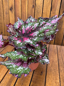 Begonia Rex Alaska Creek