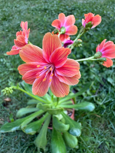 Lewisia portocaliu