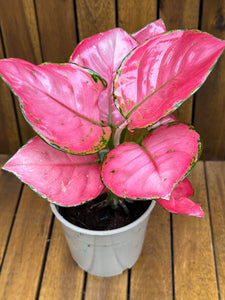 Aglaonema Pink Star