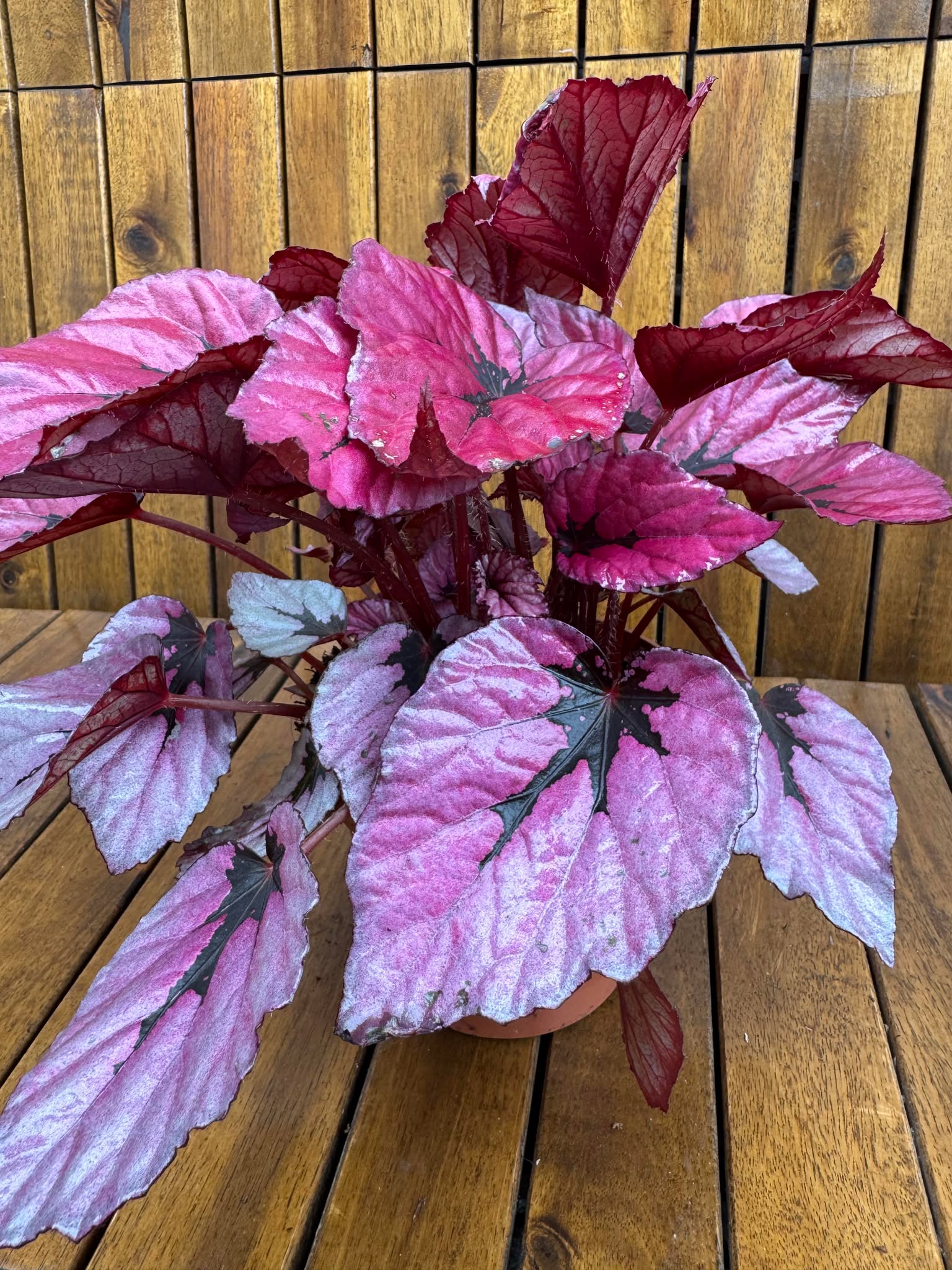 Begonia Rex Indian Summer