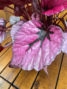 Begonia Rex Indian Summer