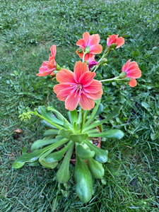 Lewisia portocaliu