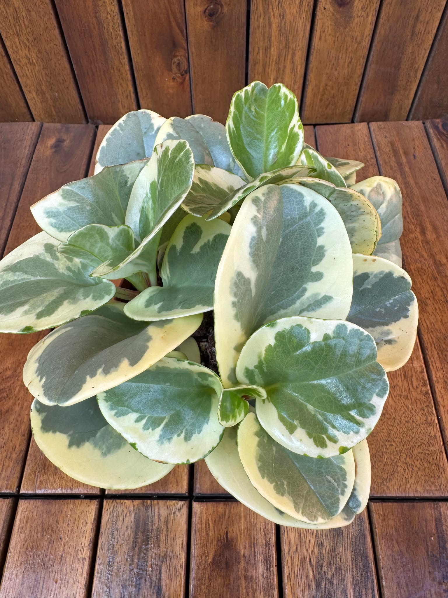 Peperomia Obtipan Bicolor