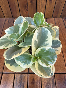 Peperomia Obtipan Bicolor