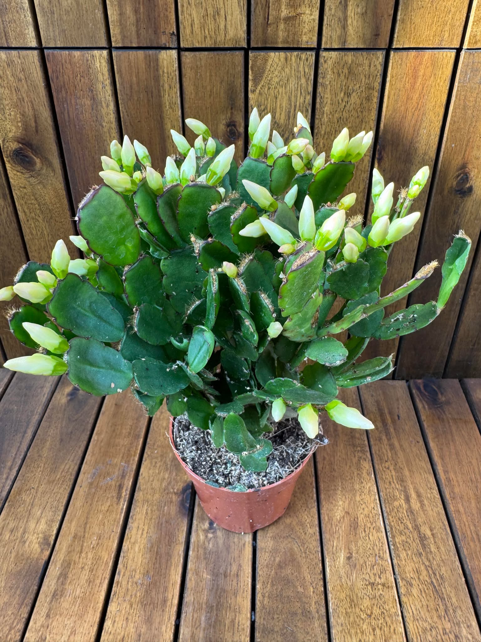 Cactusul Pastelui alb