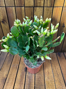 Cactusul Pastelui alb