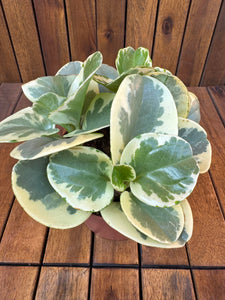 Peperomia Obtipan Bicolor