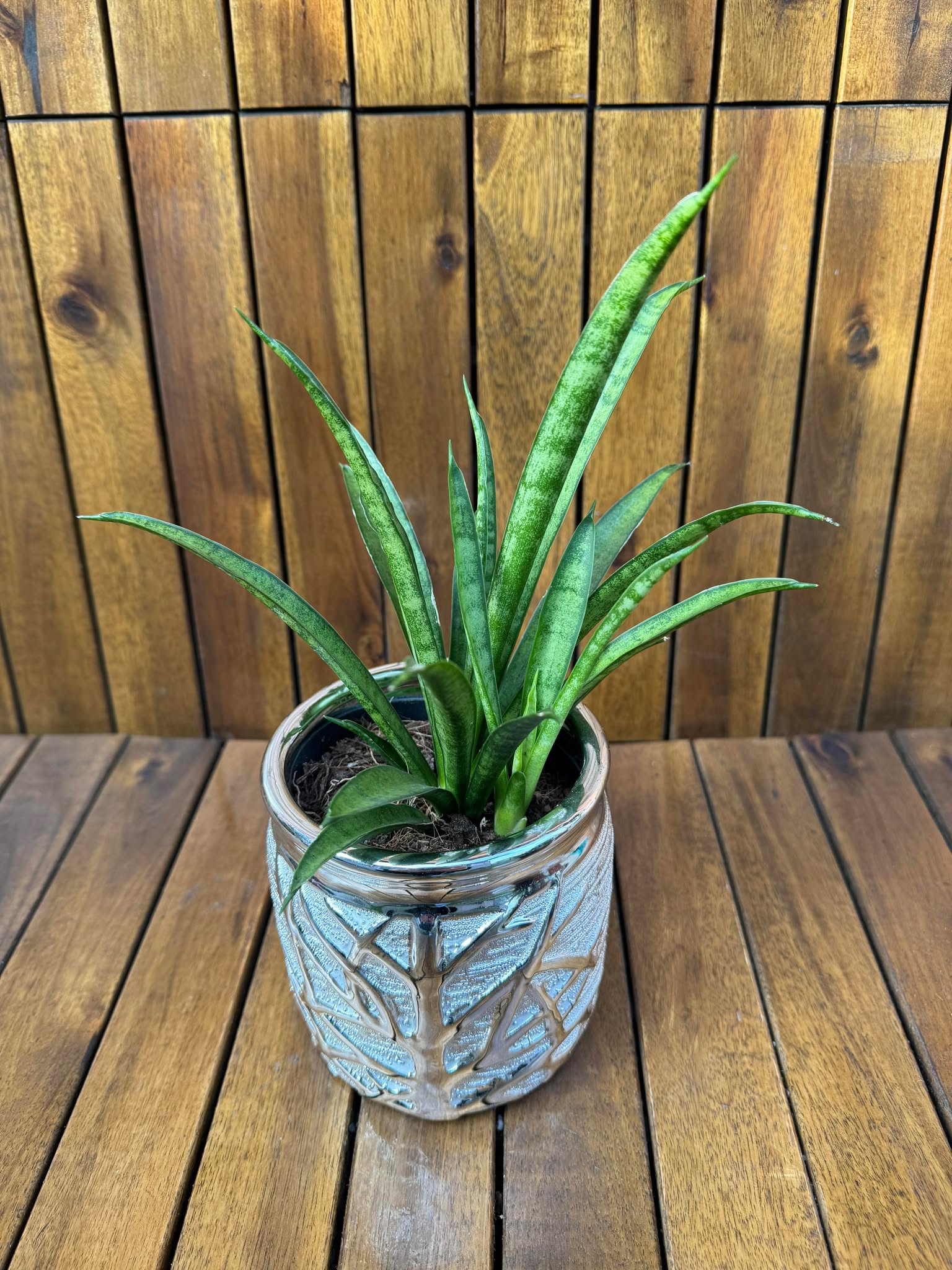 Sansevieria in ghiveci decorativ