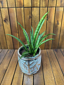 Sansevieria in ghiveci decorativ