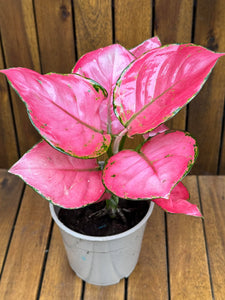 Aglaonema Pink Star