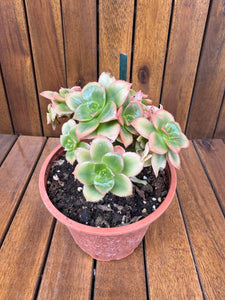Aeonium Kiwi
