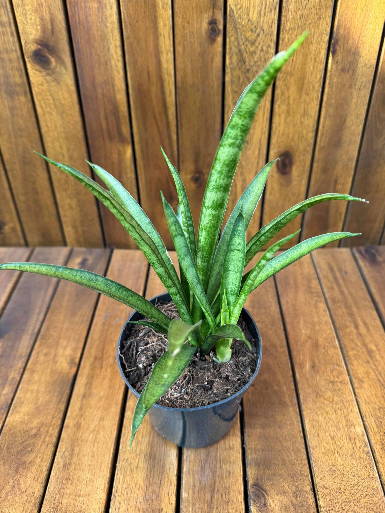 Sansevieria